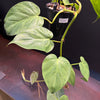 Philodendron 'Heartleaf Variegated'