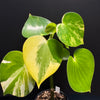 Peperomia 'Heart' variegated