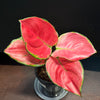 Aglaonema 'Suksom'