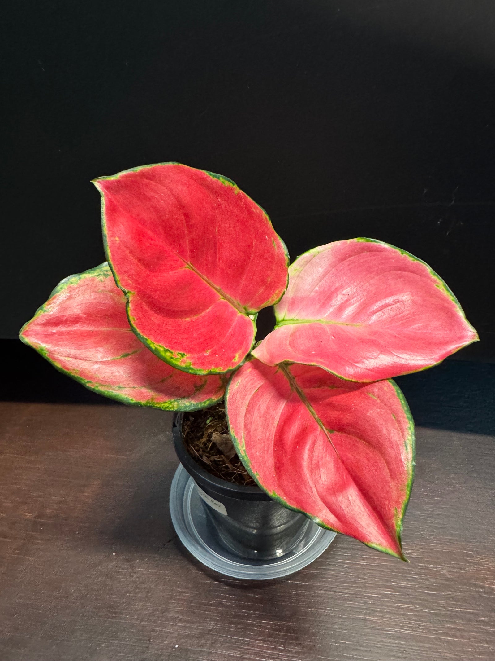 Aglaonema 'Suksom'