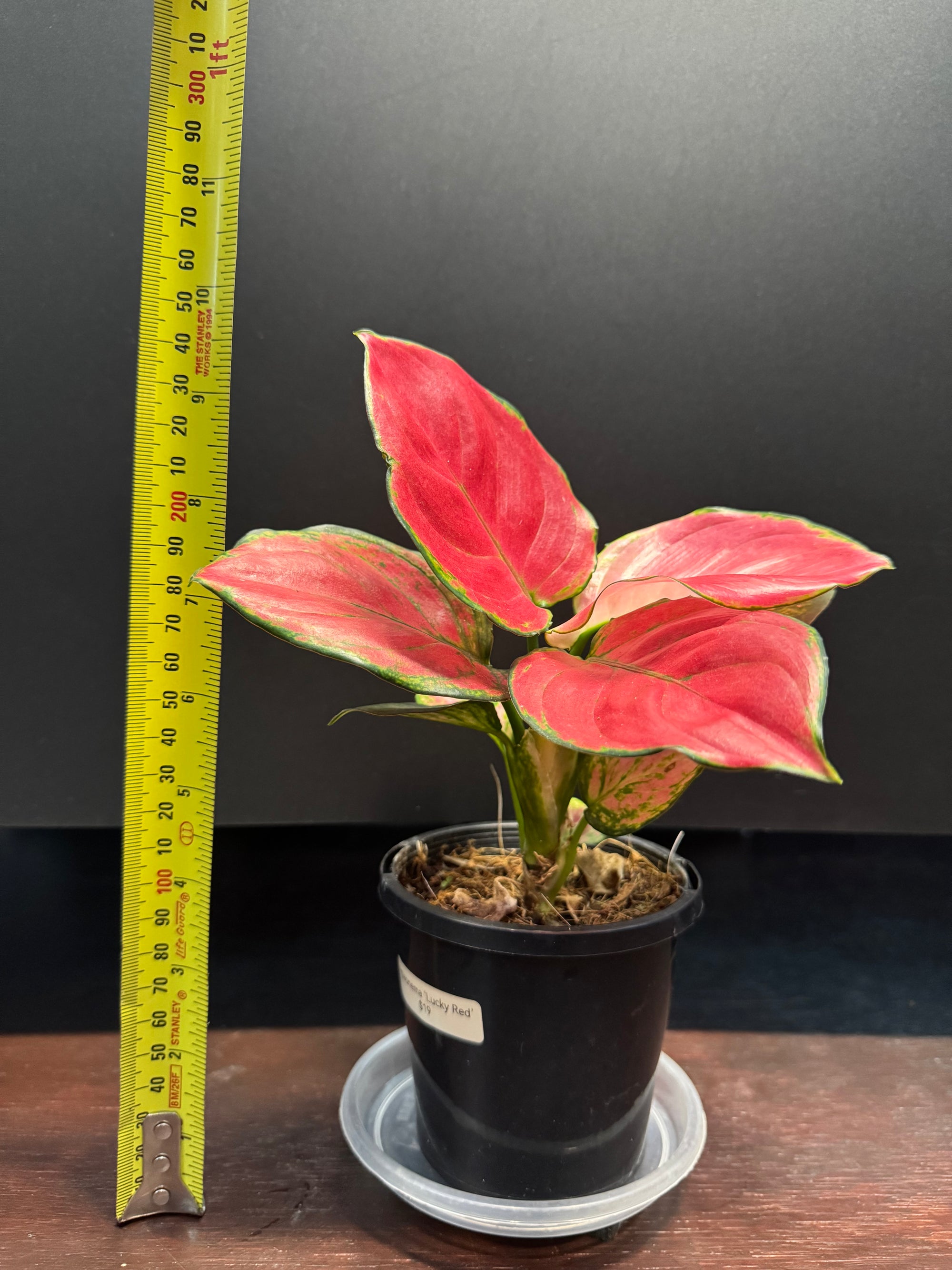 Aglaonema 'Suksom'