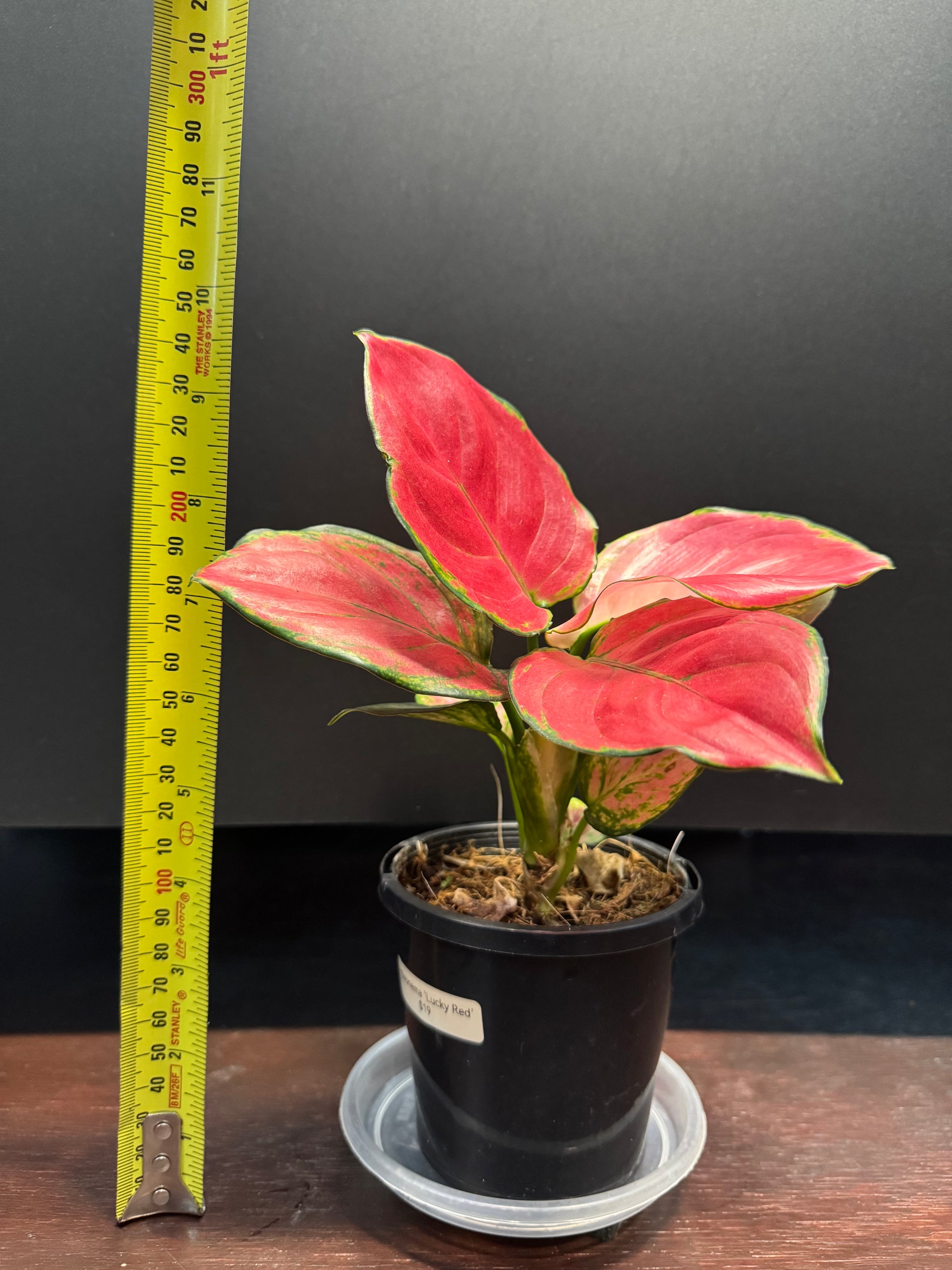 Aglaonema 'Suksom'