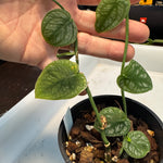 Monstera dubia