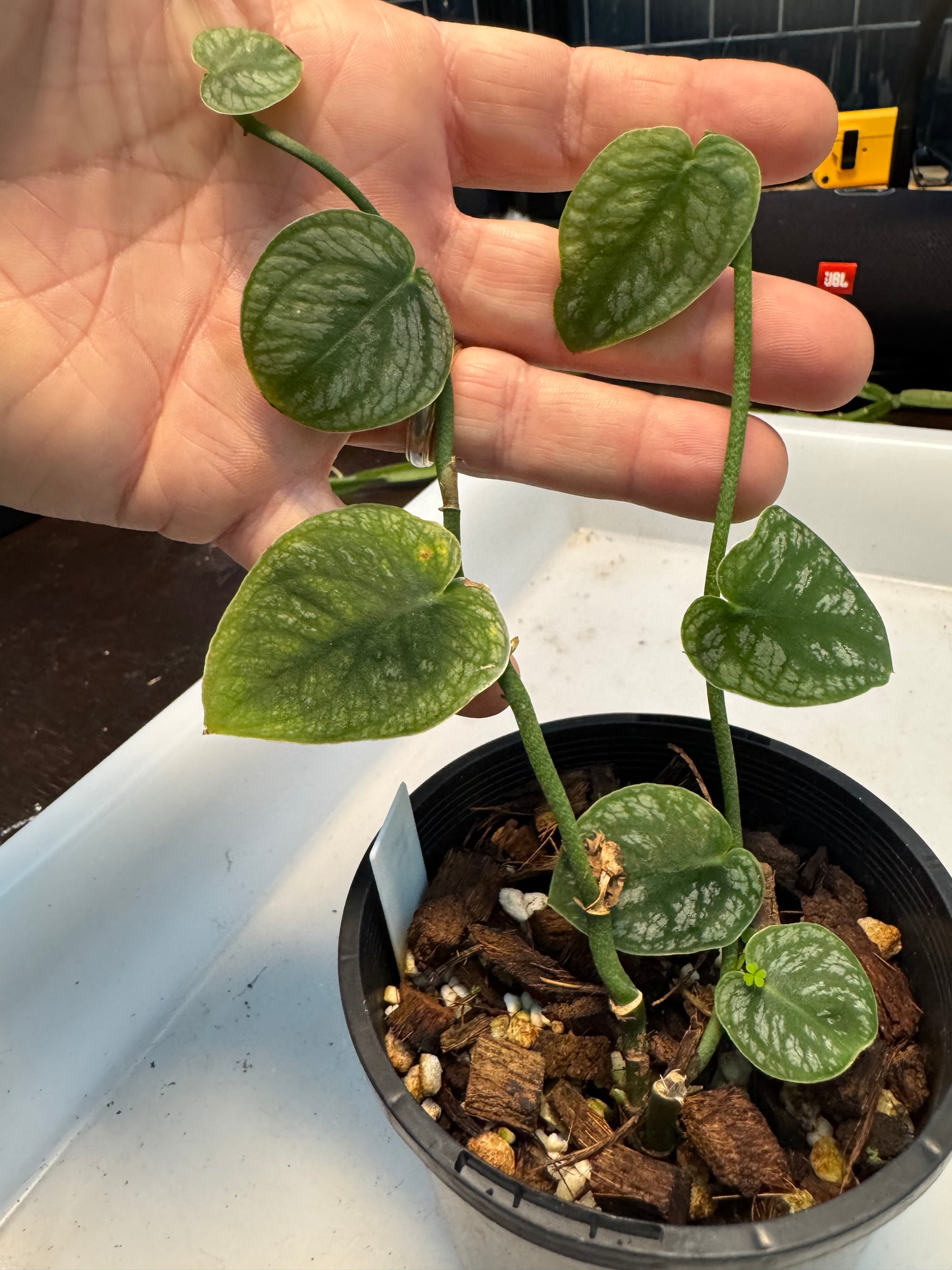 Monstera dubia