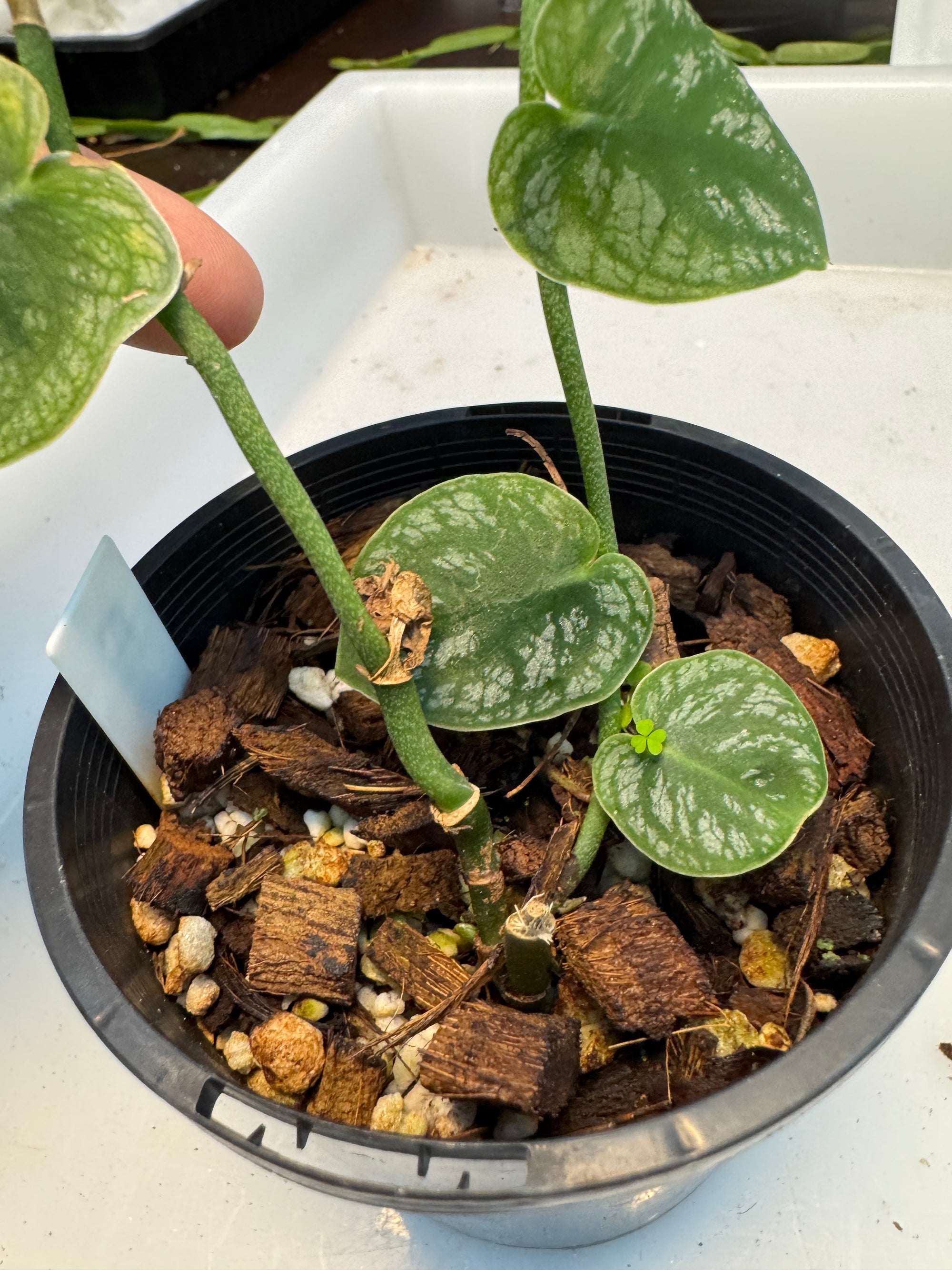 Monstera dubia