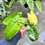 Philodendron 'Burle Marx'