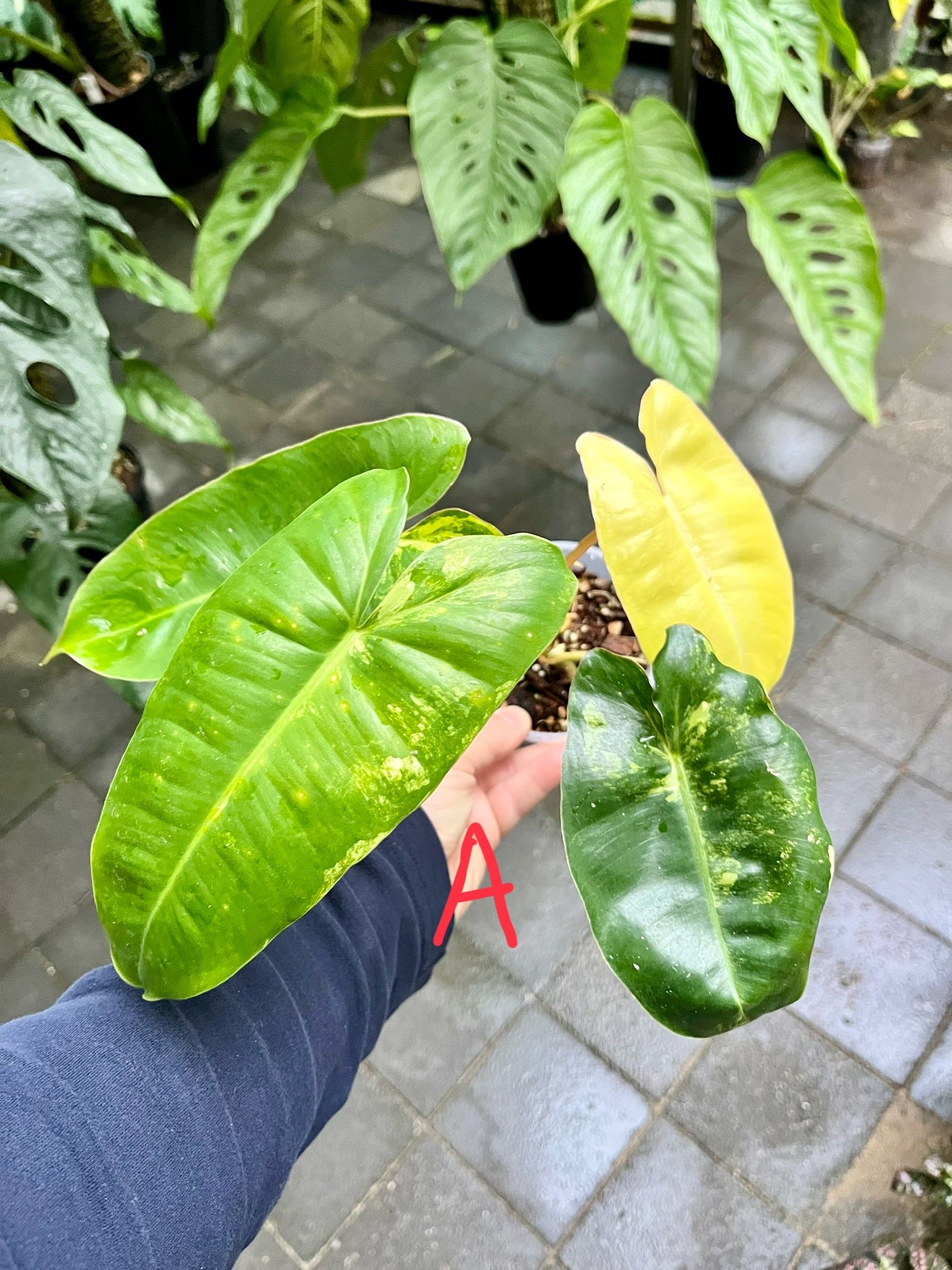 Philodendron 'Burle Marx' HIGHLY variegated