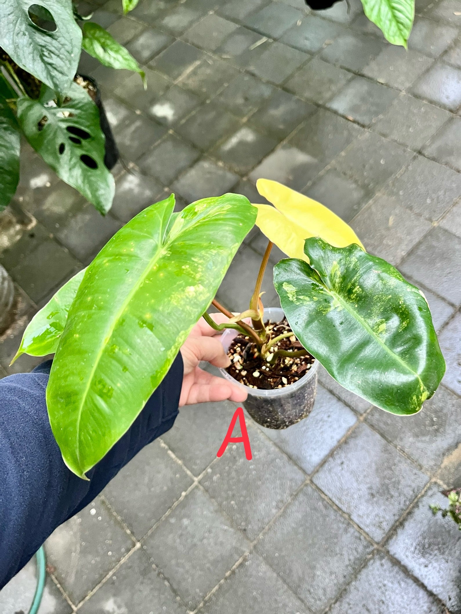 Philodendron 'Burle Marx'