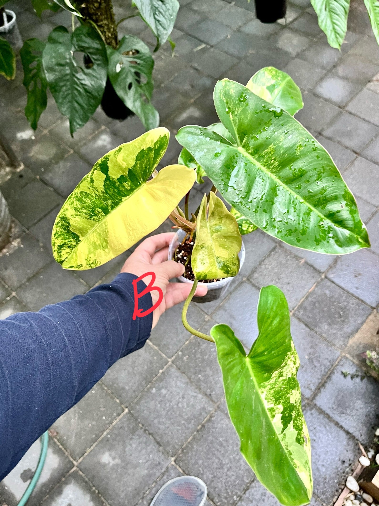 Philodendron 'Burle Marx'