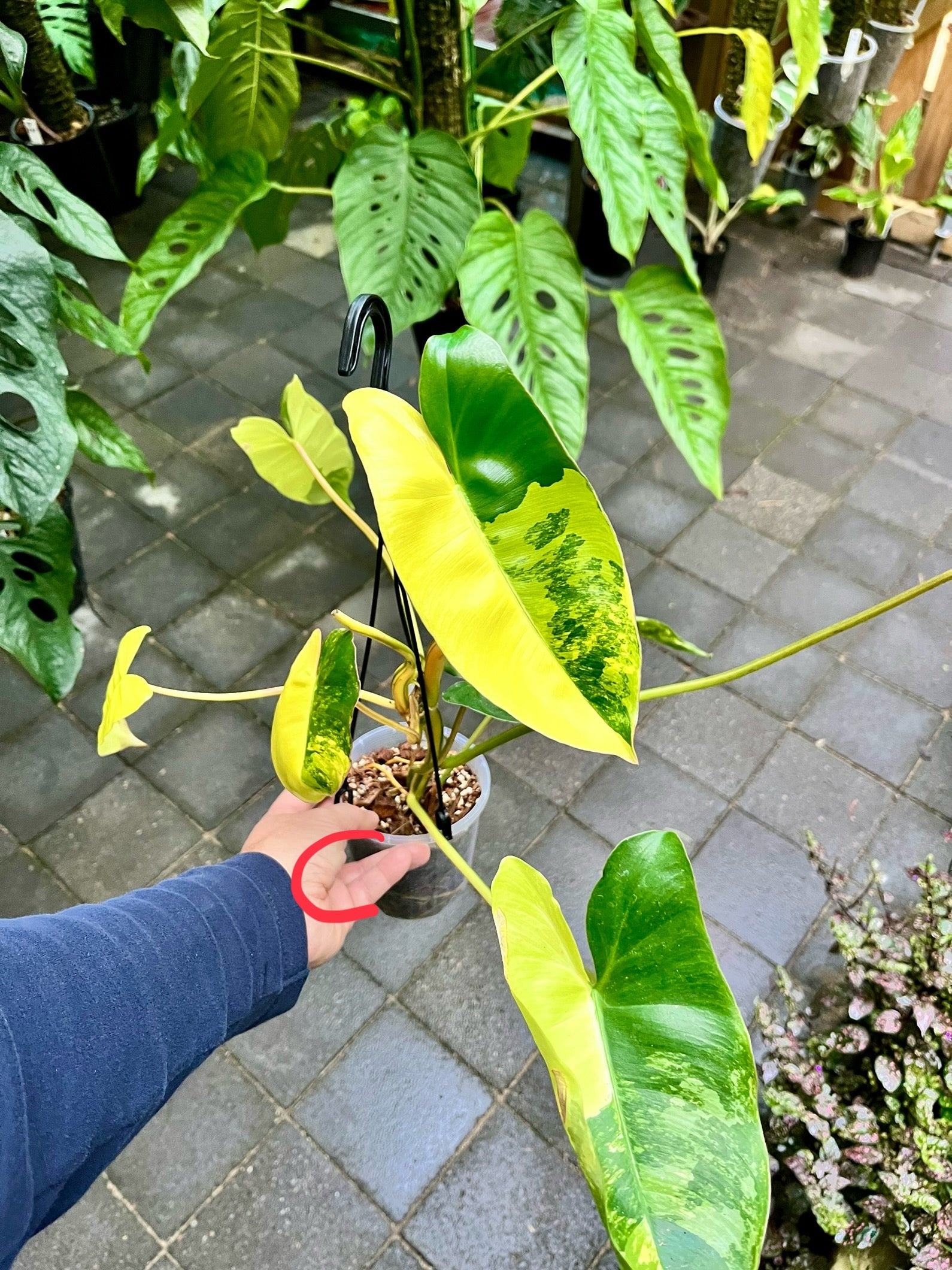 Philodendron 'Burle Marx' HIGHLY variegated