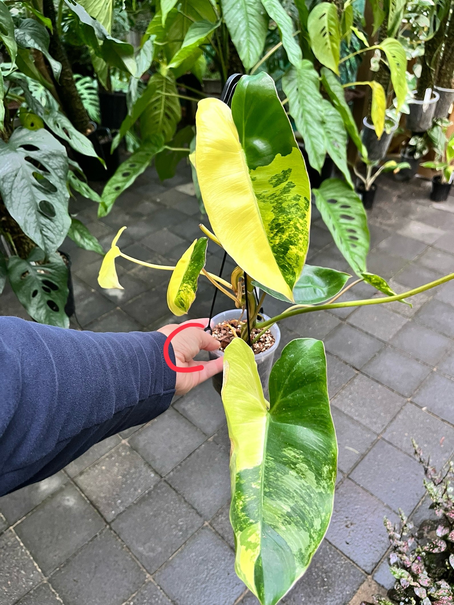 Philodendron 'Burle Marx'