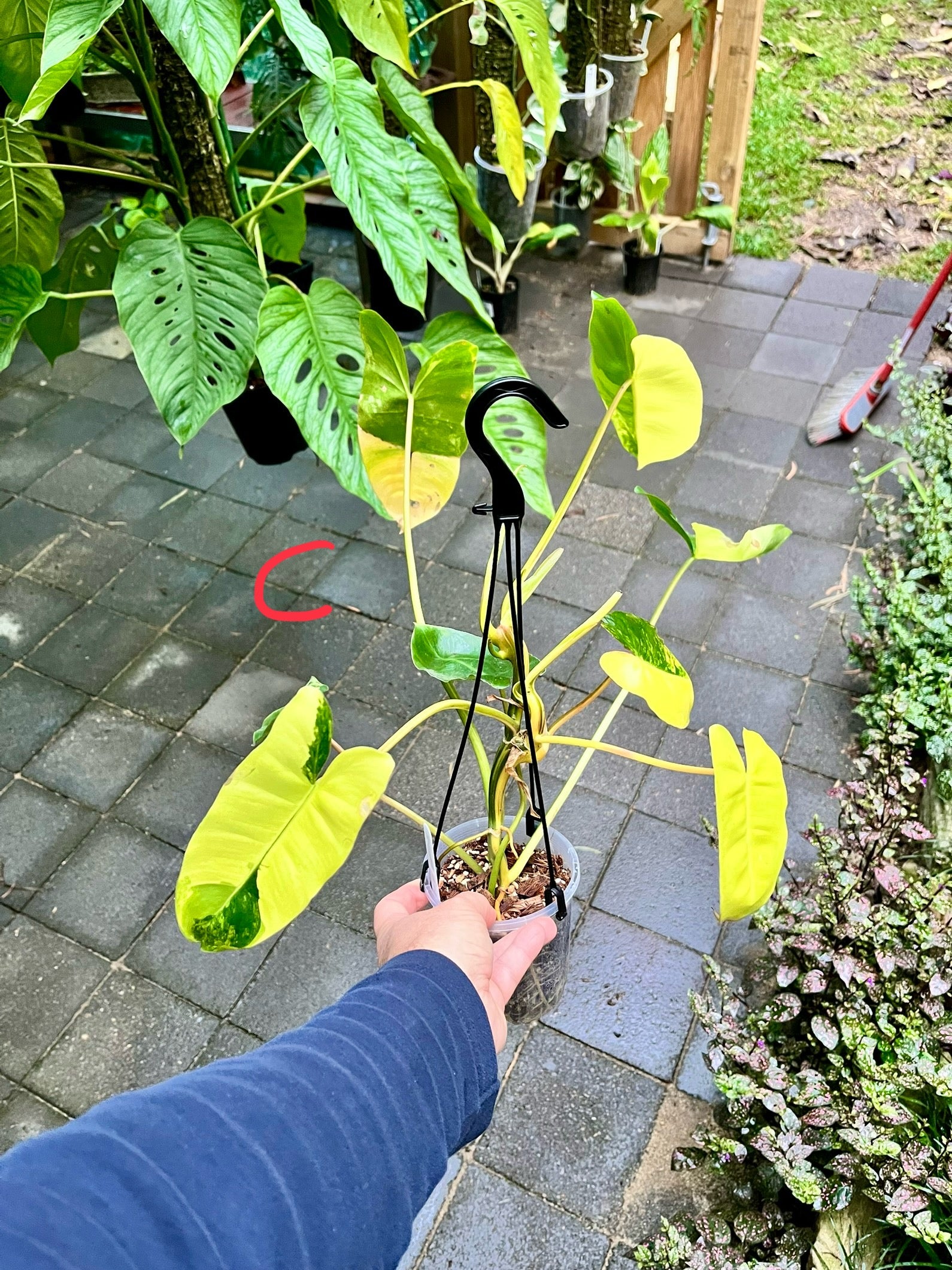 Philodendron 'Burle Marx'