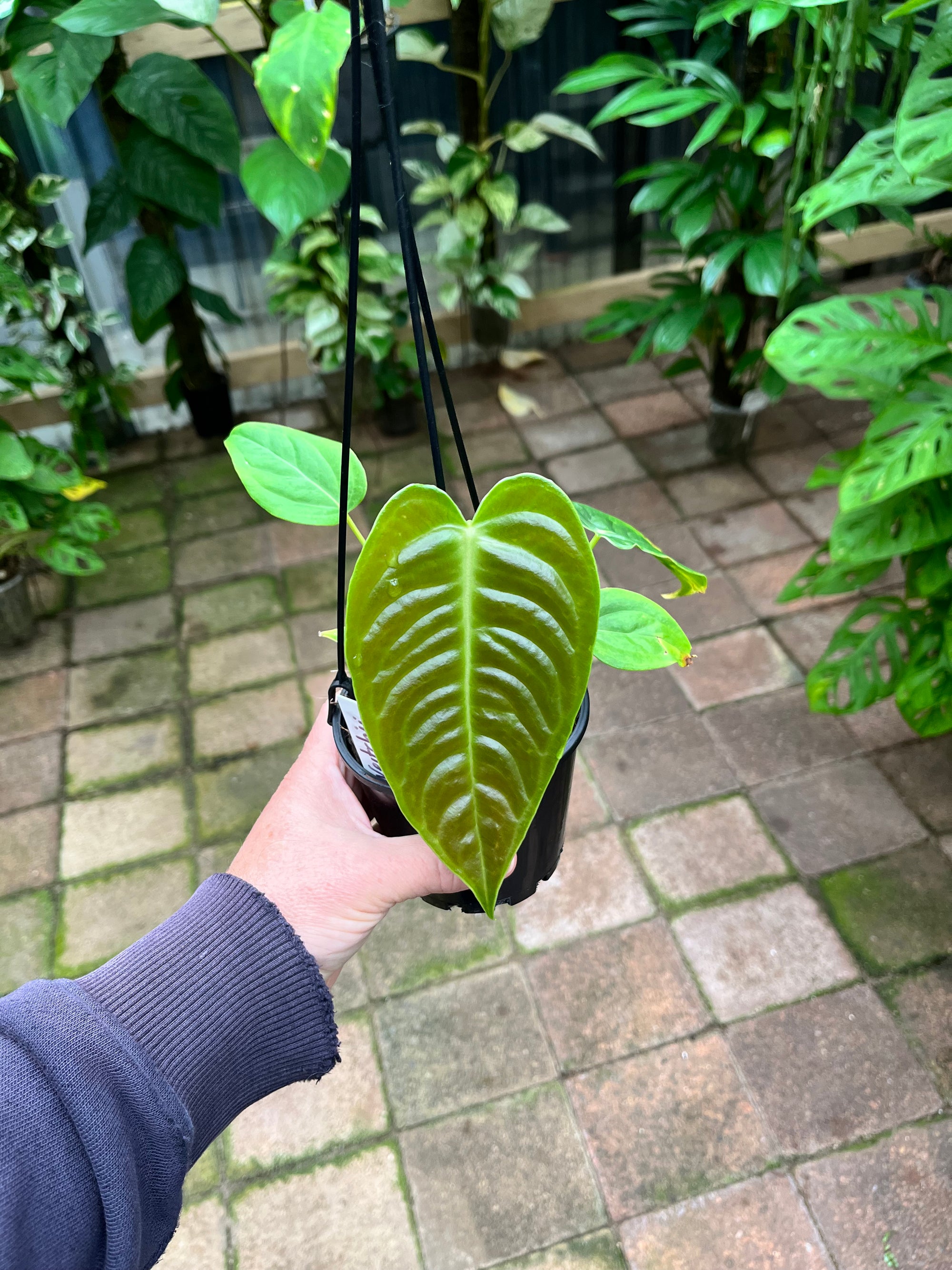 Anthurium Veitchii - Large seedlings
