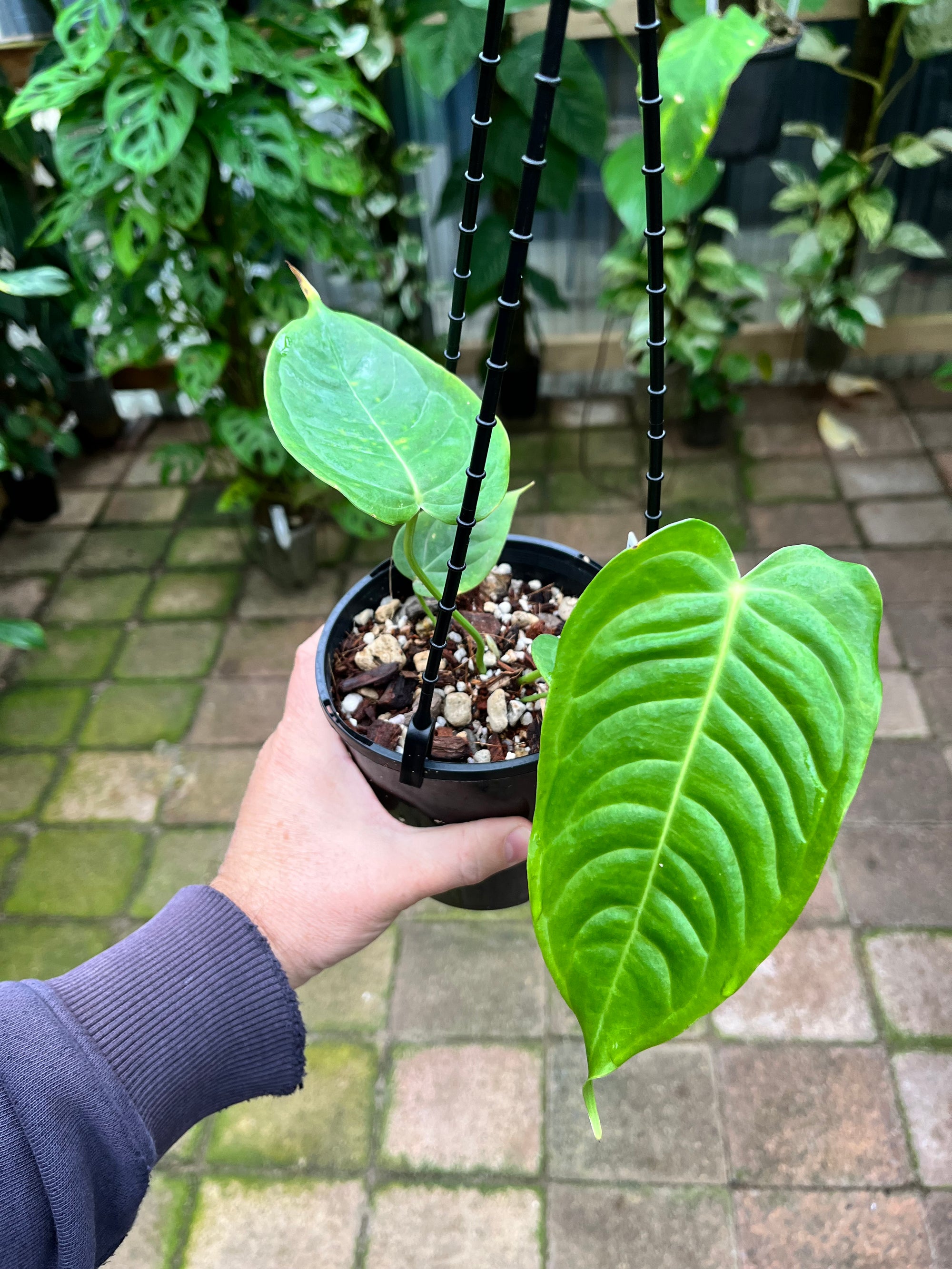 Anthurium Veitchii - Large seedlings