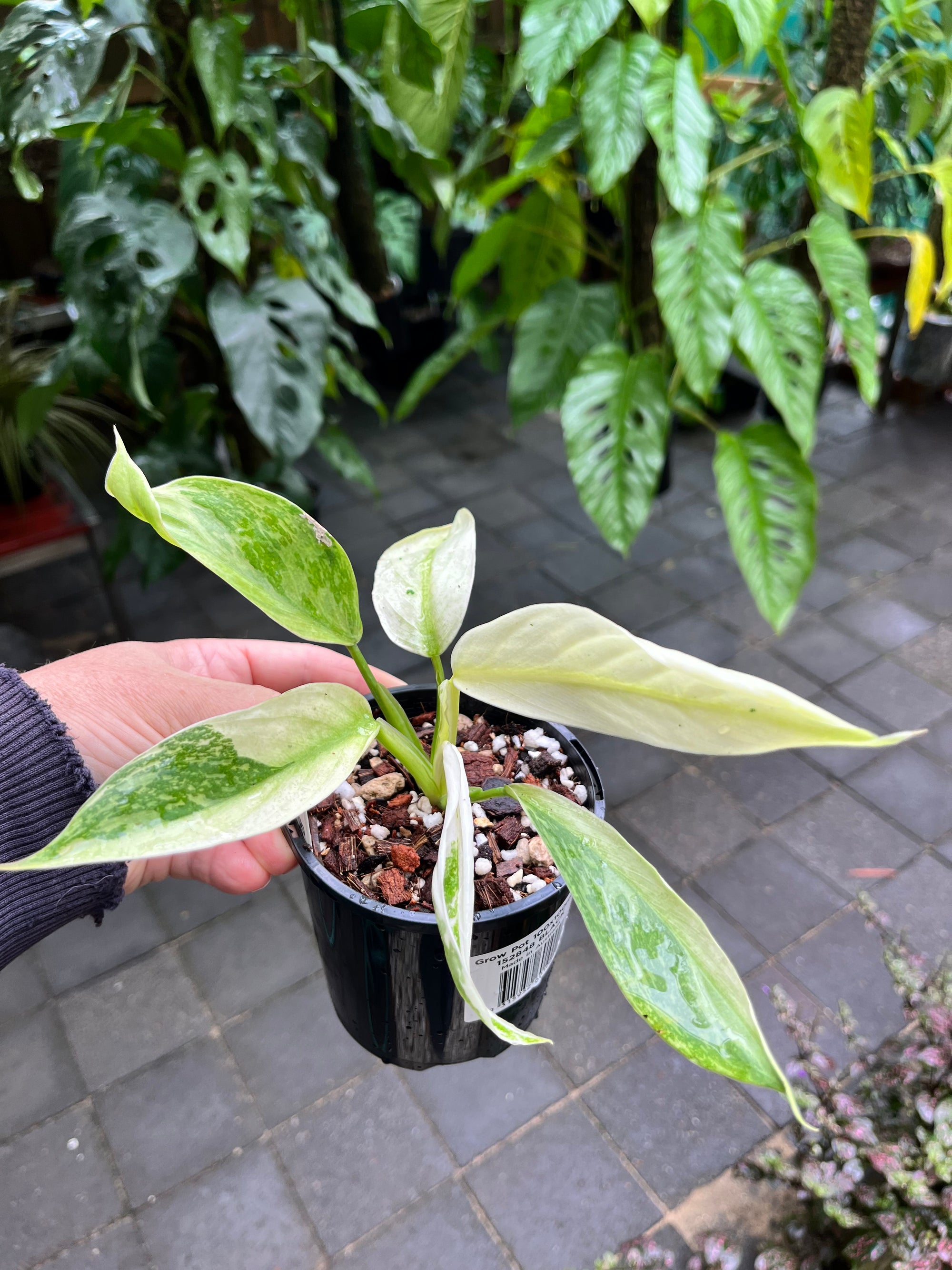 Philodendron Jose Buono seedlings - High variegation