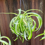 Curly Spider Plant