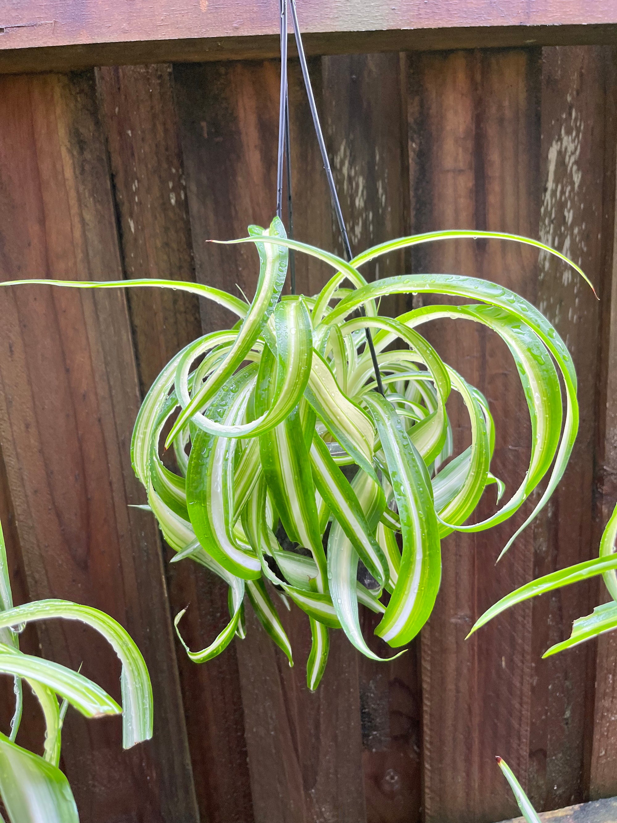 Curly Spider Plant