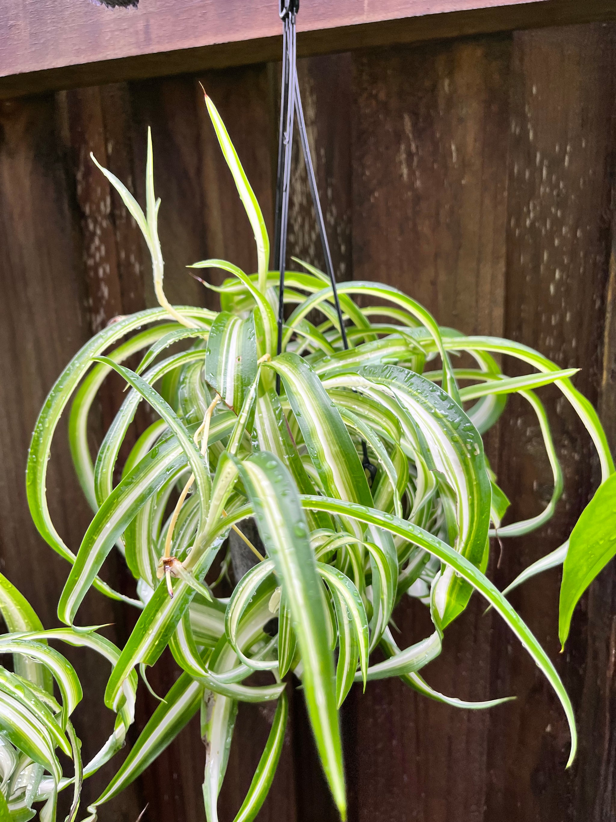 Curly Spider Plant