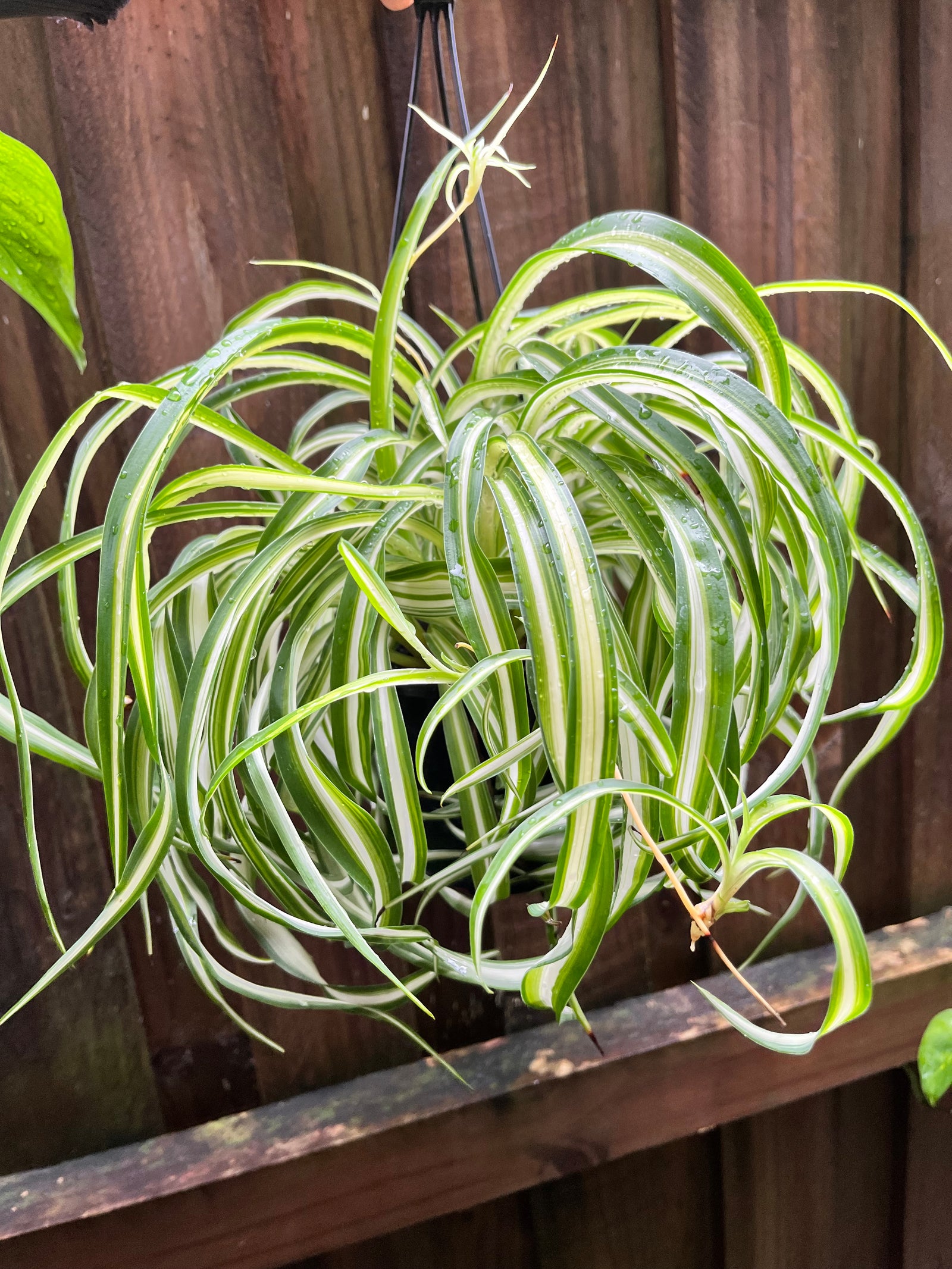 Curly Spider Plant