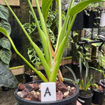 Monstera 'Burle Marx' Flame