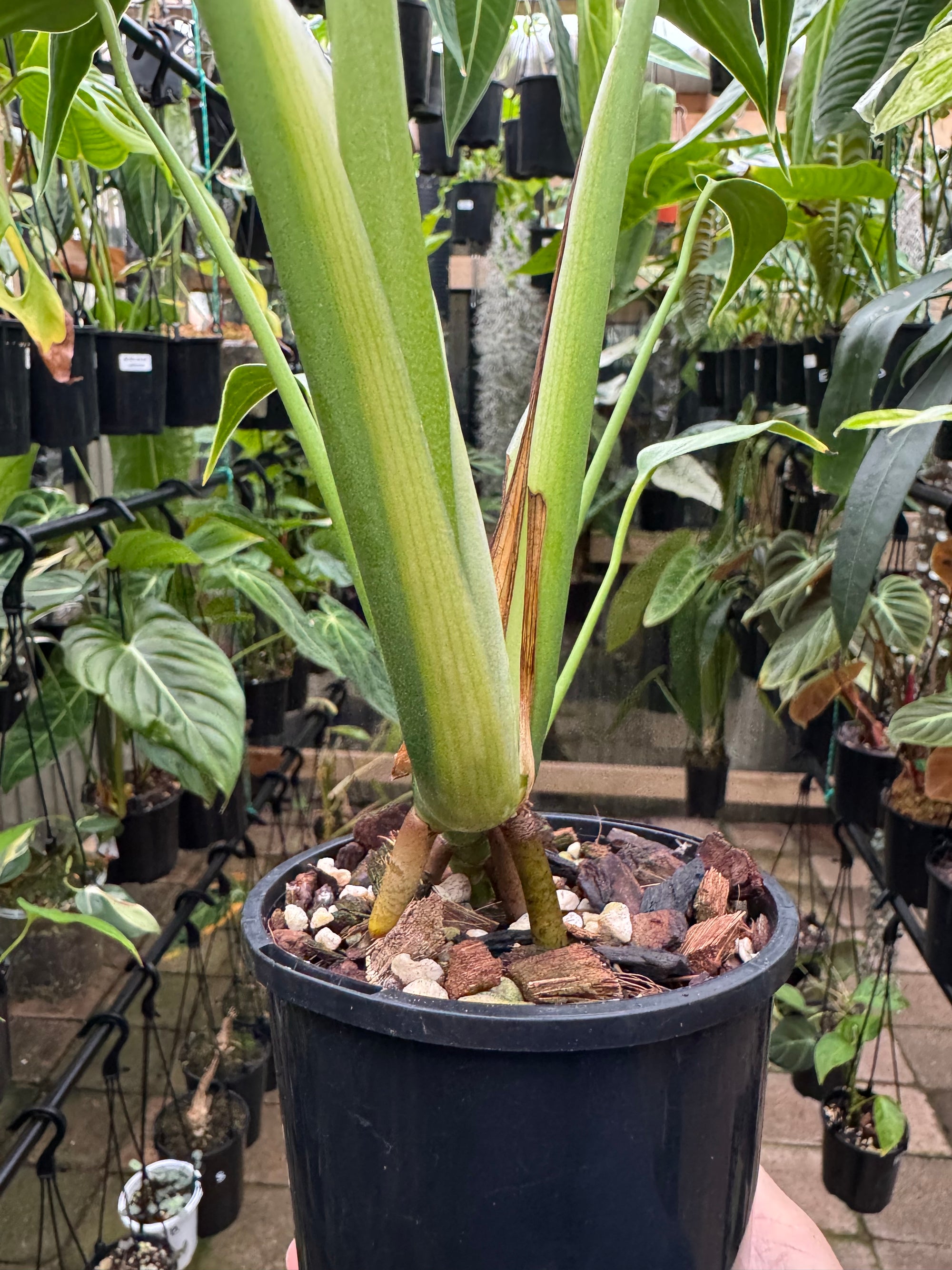 Monstera 'Burle Marx' Flame