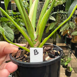 Monstera 'Burle Marx' Flame - Plant B