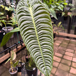 Anthurium Veitchii - King Anthurium - Plant A