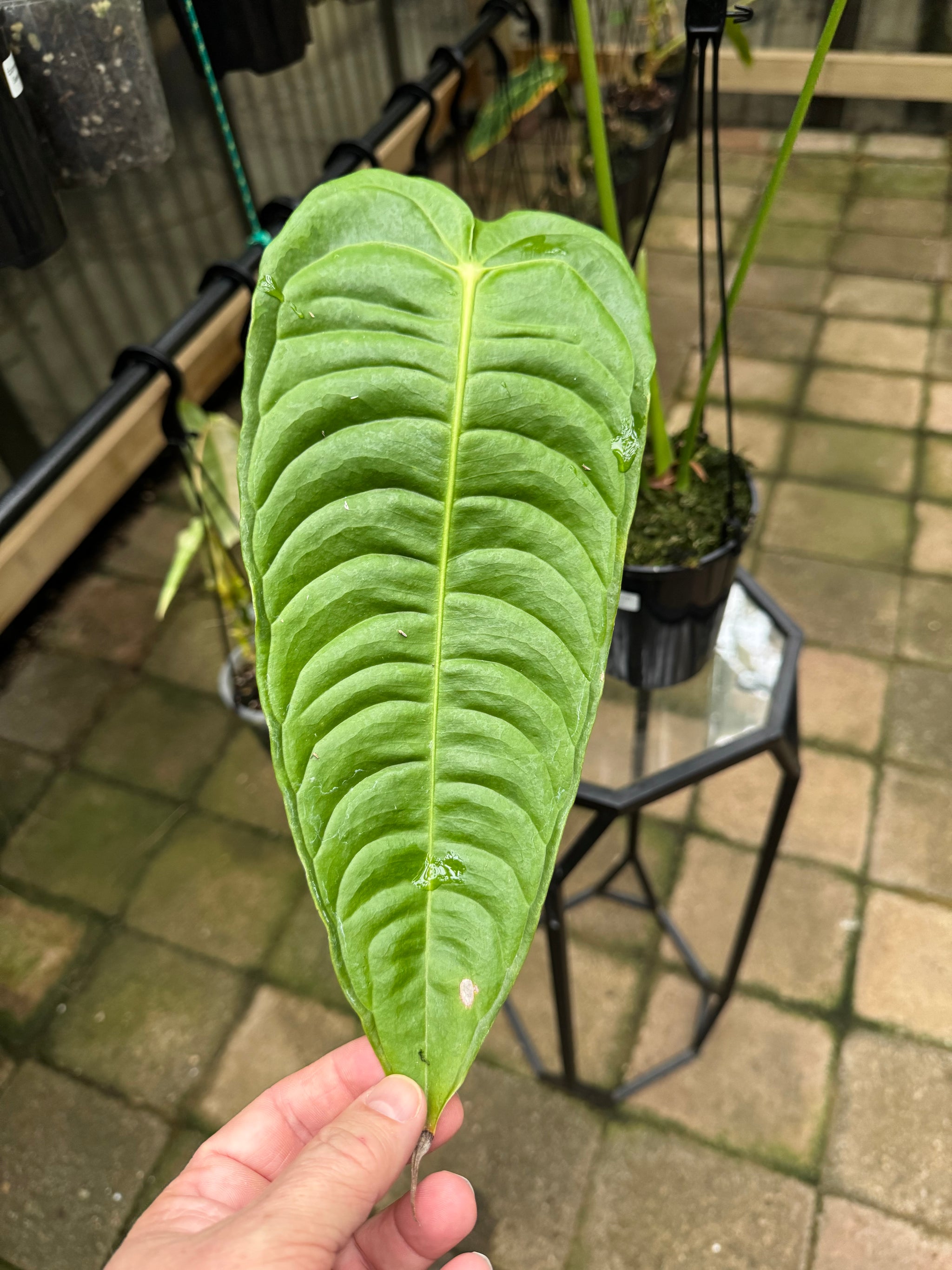 Anthurium Veitchii - King Anthurium - Plant A