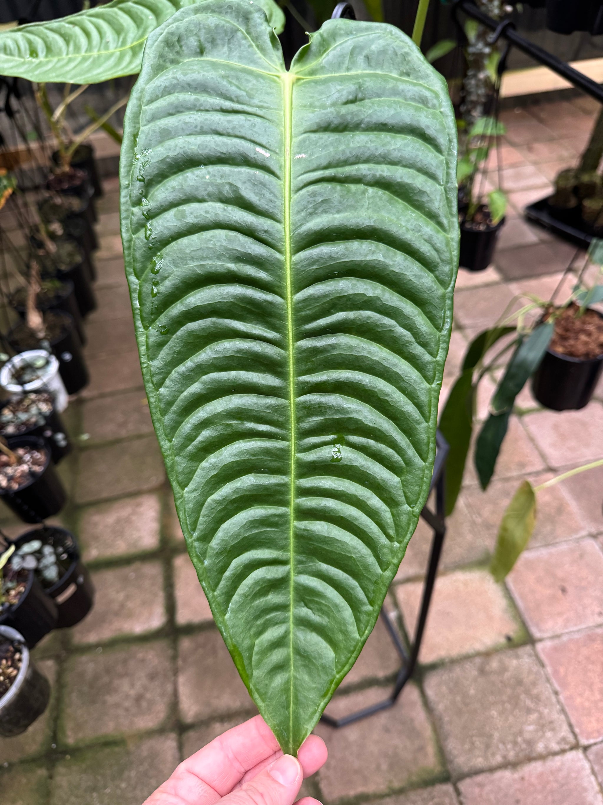 Anthurium Veitchii - King Anthurium - Plant A