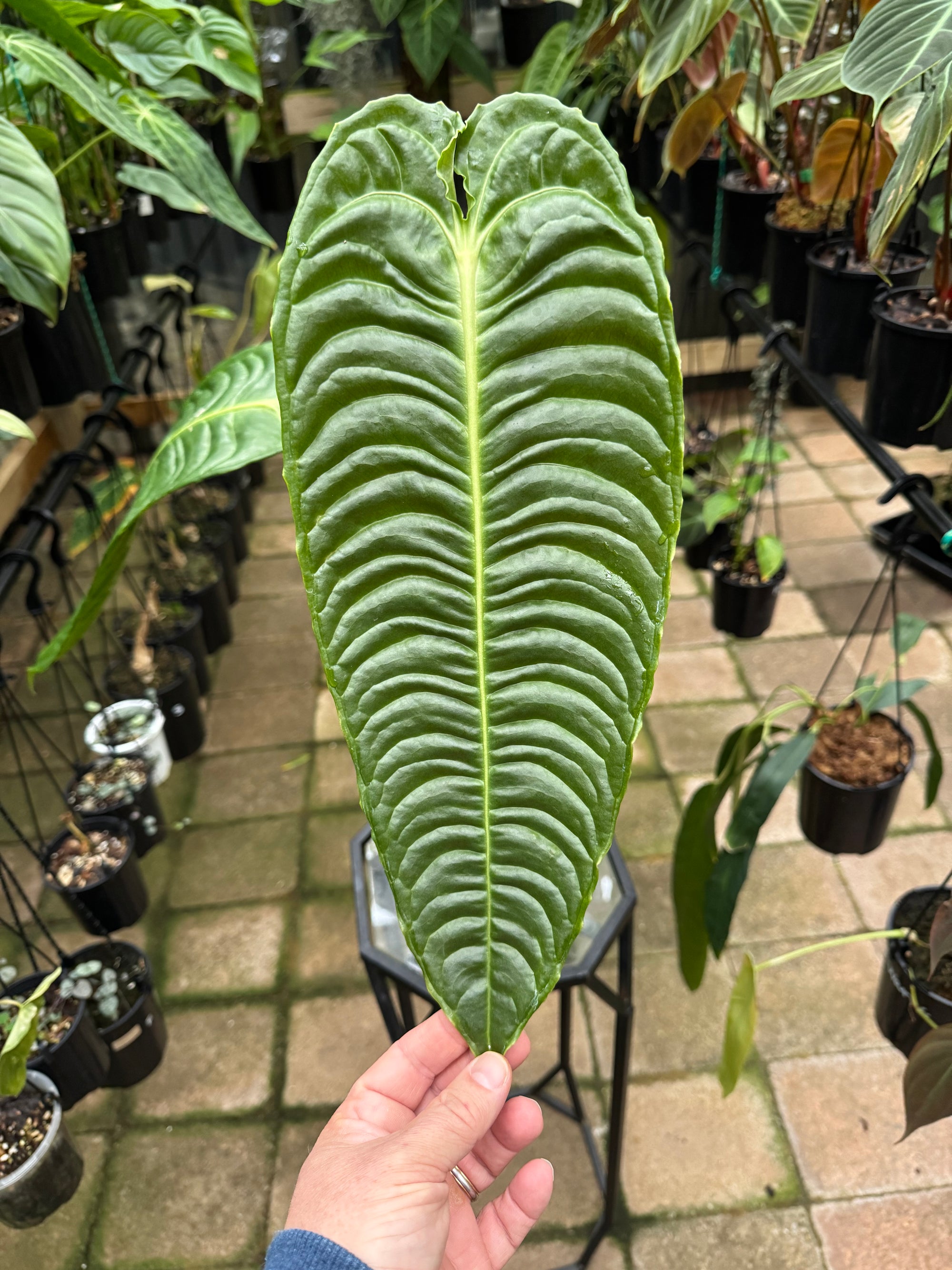 Anthurium Veitchii - King Anthurium - Plant A