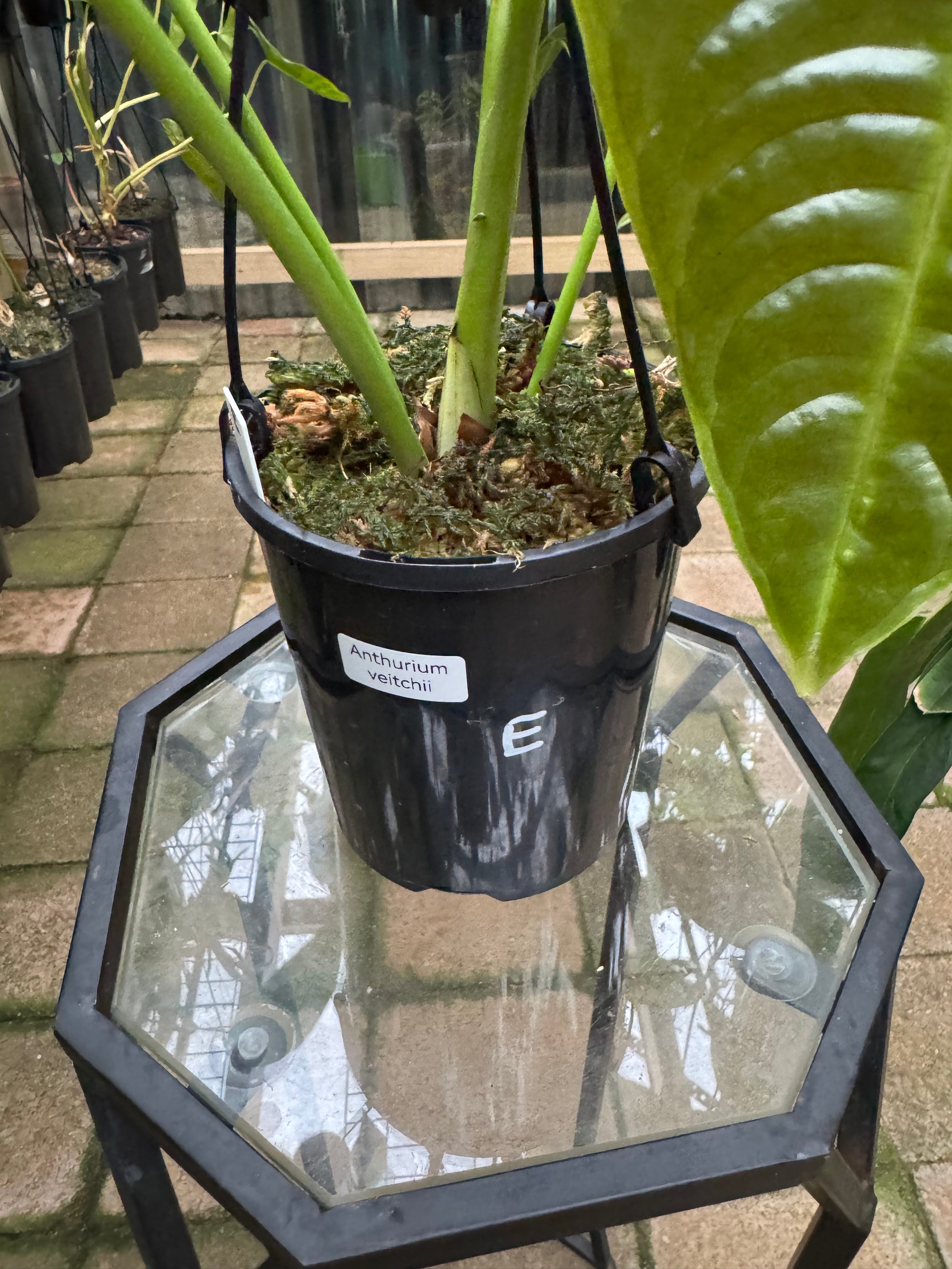 Anthurium Veitchii - King Anthurium - Plant E