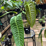 Anthurium Veitchii - King Anthurium - Plant E