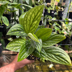 Monstera 'Peru'