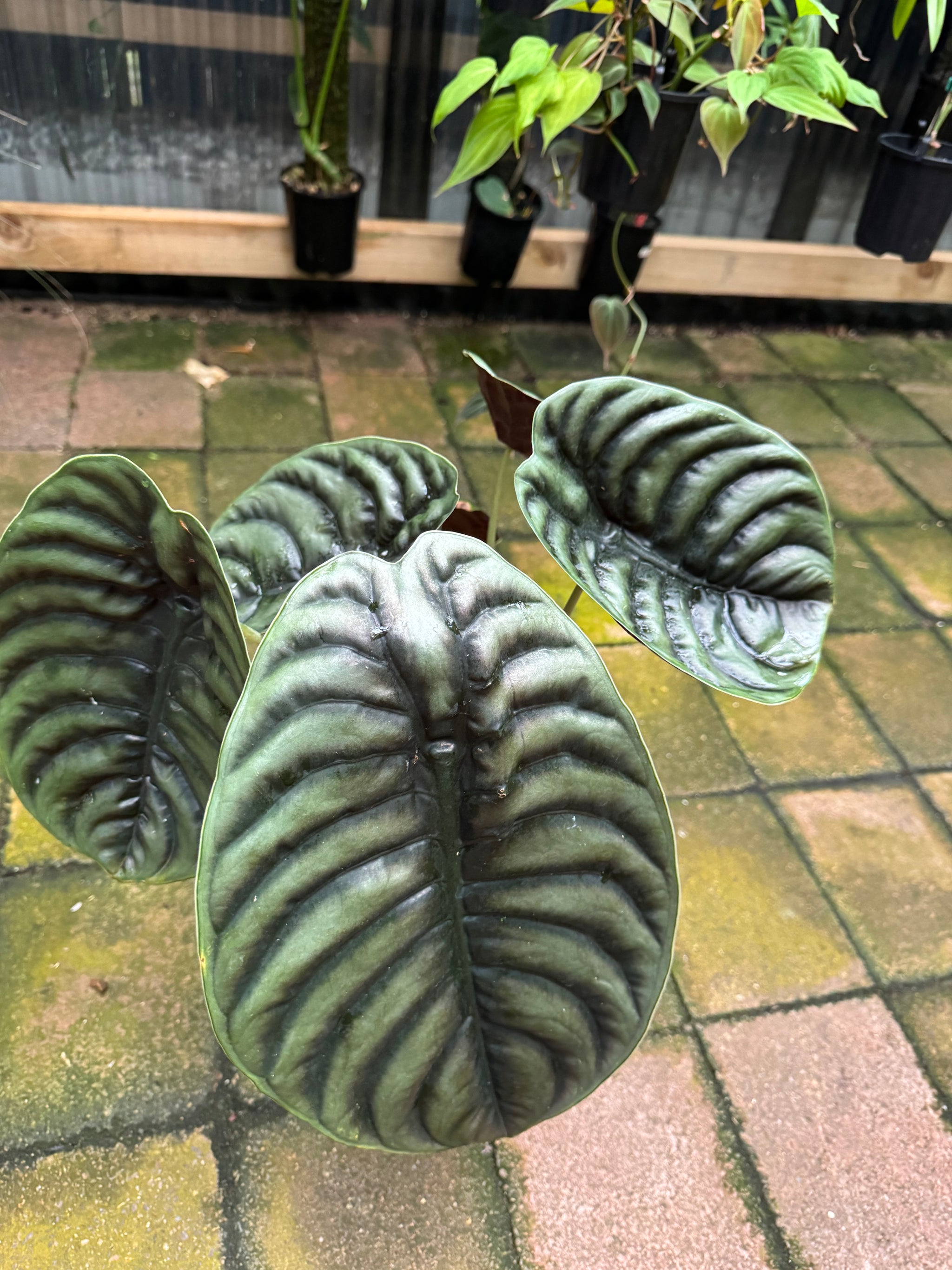 Alocasia cuprea