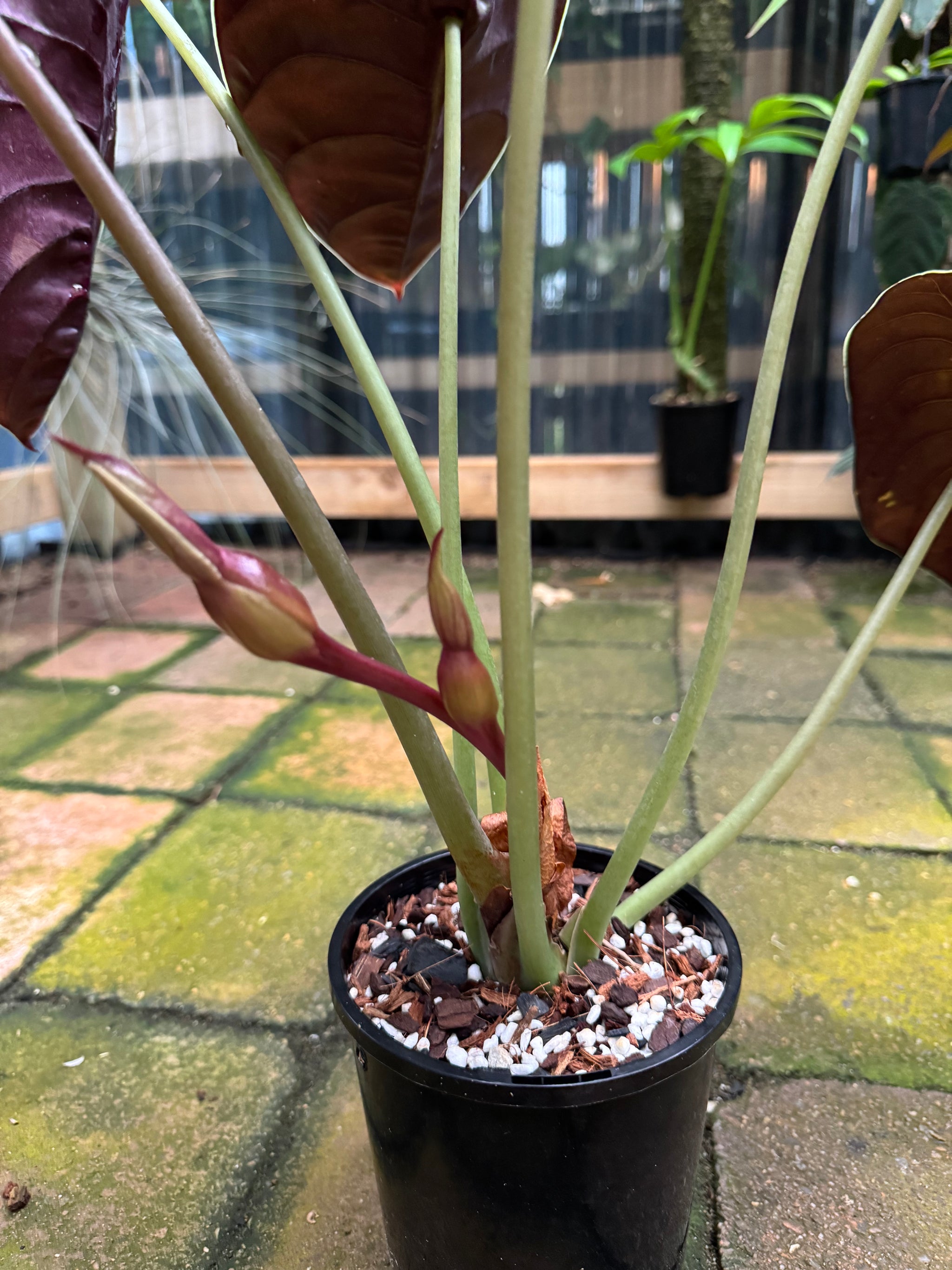 Alocasia cuprea