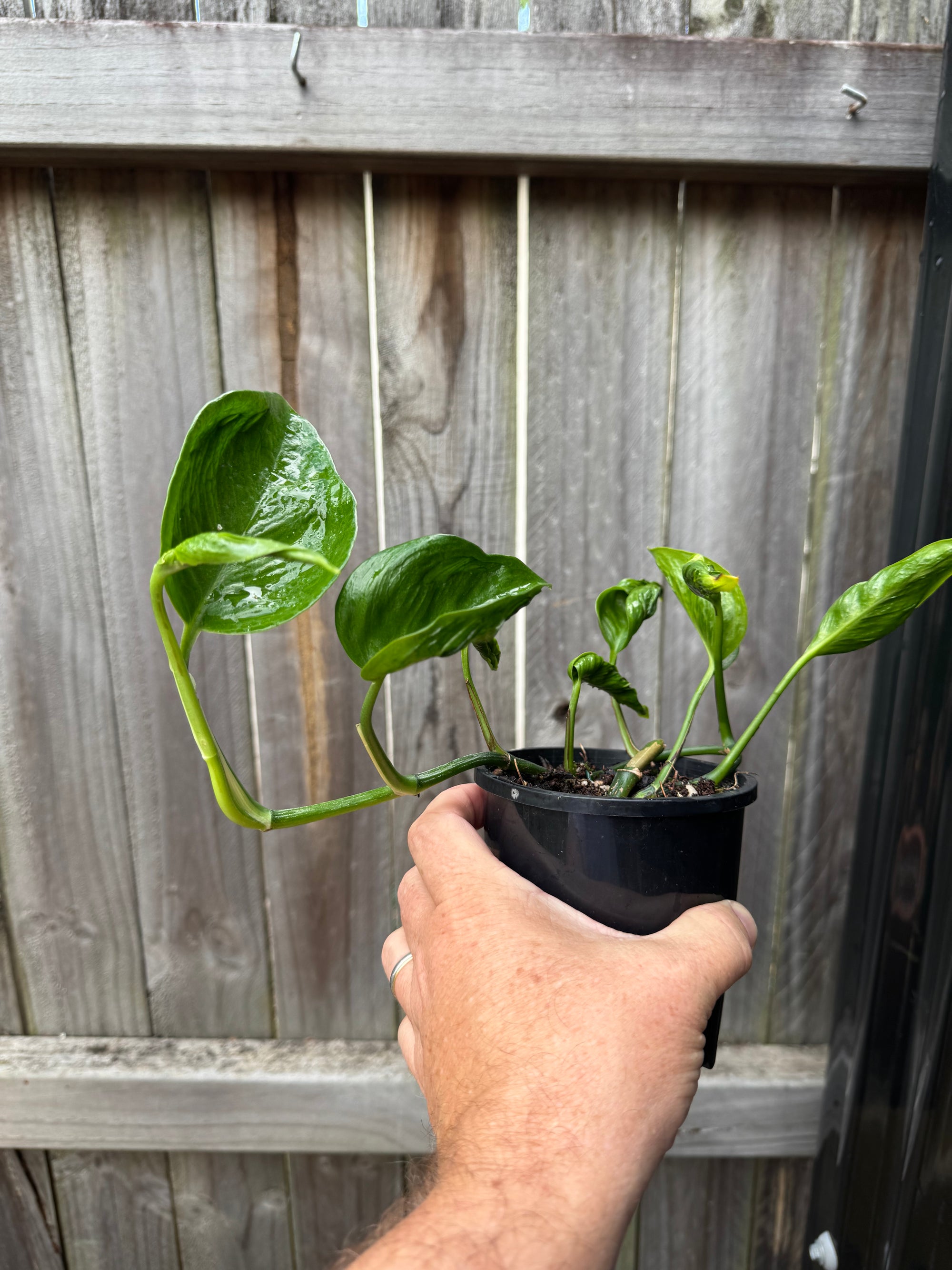 Epipremnum 'Shangri La'