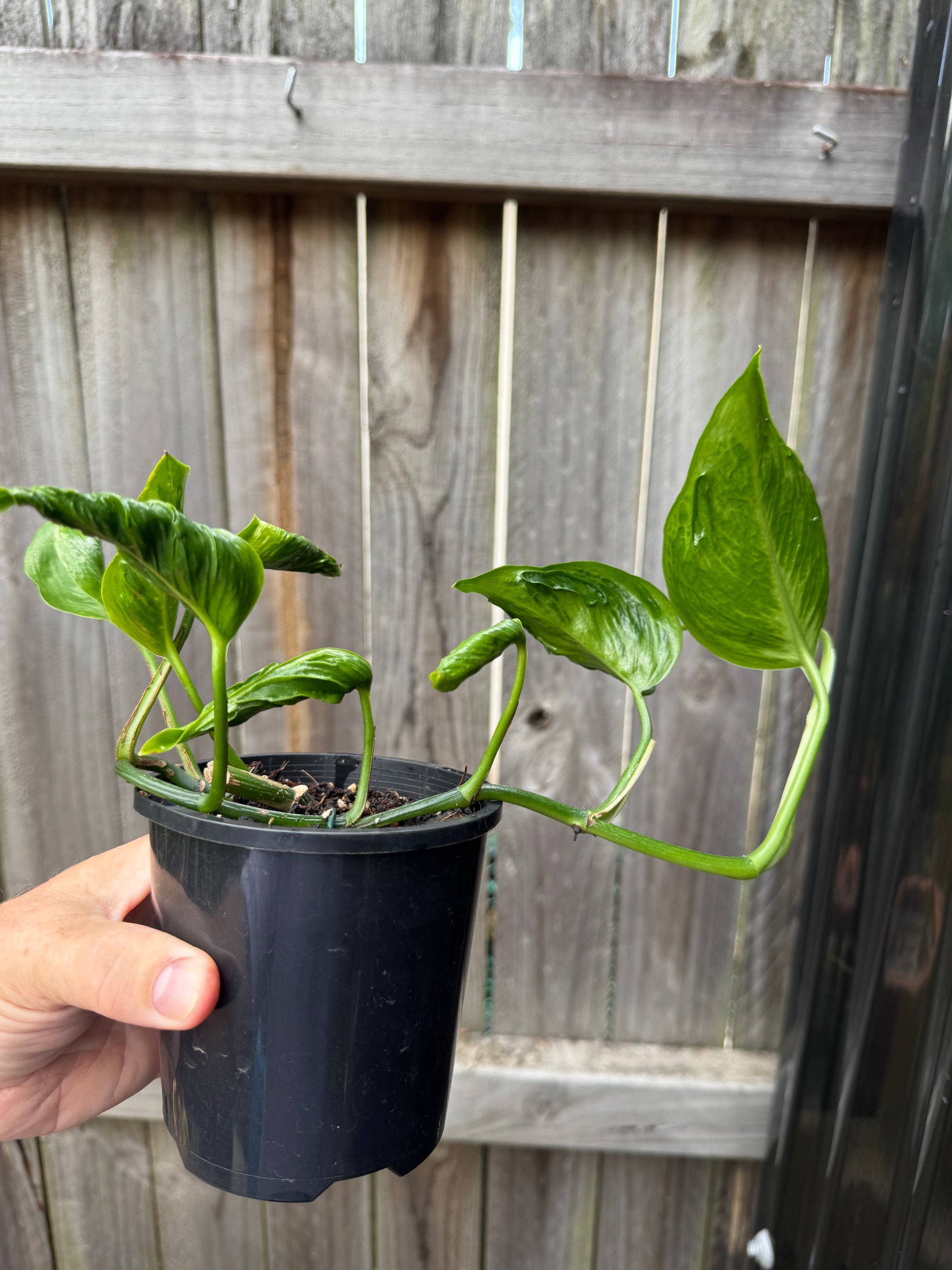 Epipremnum 'Shangri La'