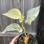 Epipremnum 'Marble Queen'