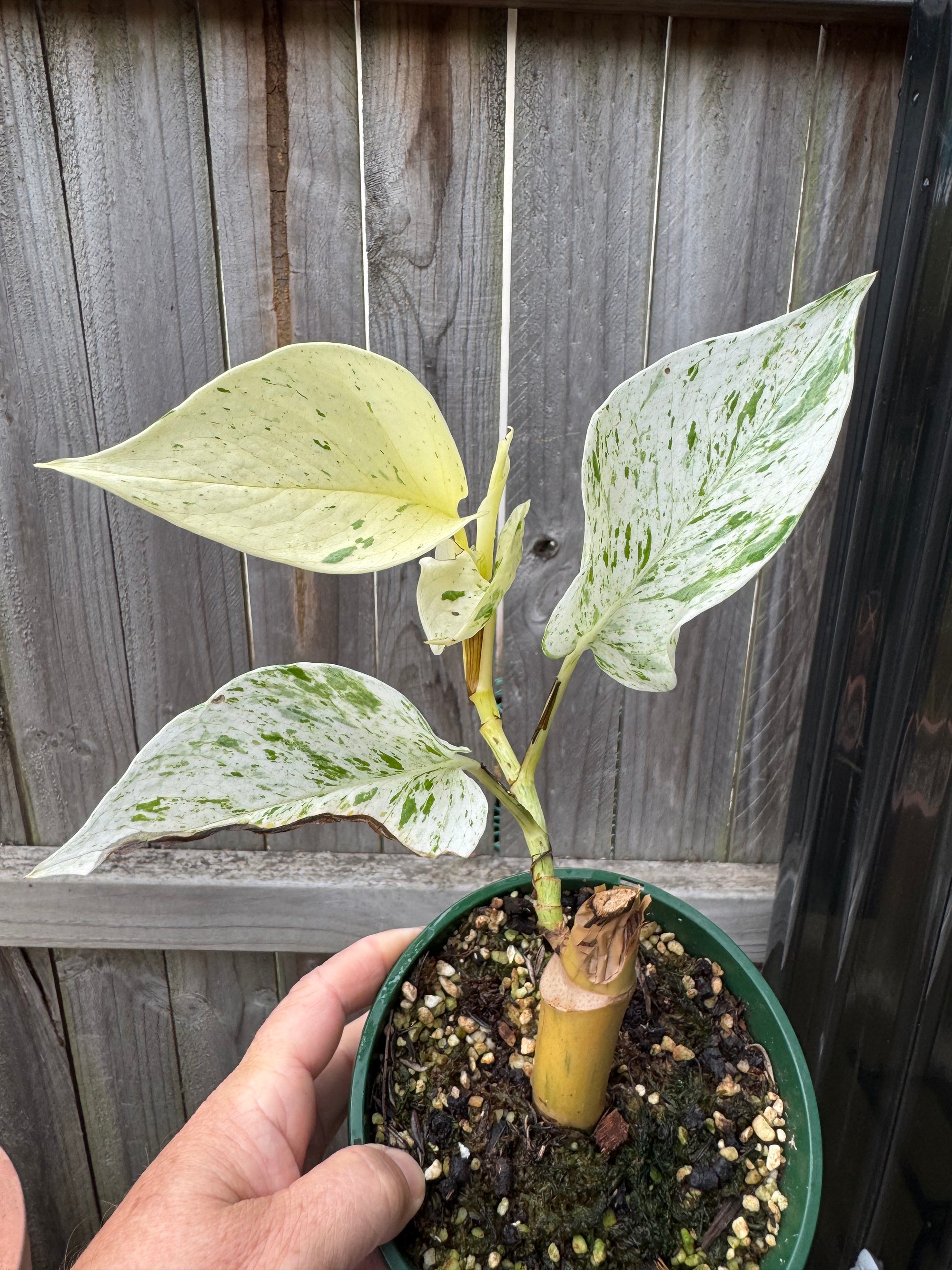 Epipremnum 'Marble Queen'