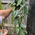 Epipremnum 'Cebu Blue'