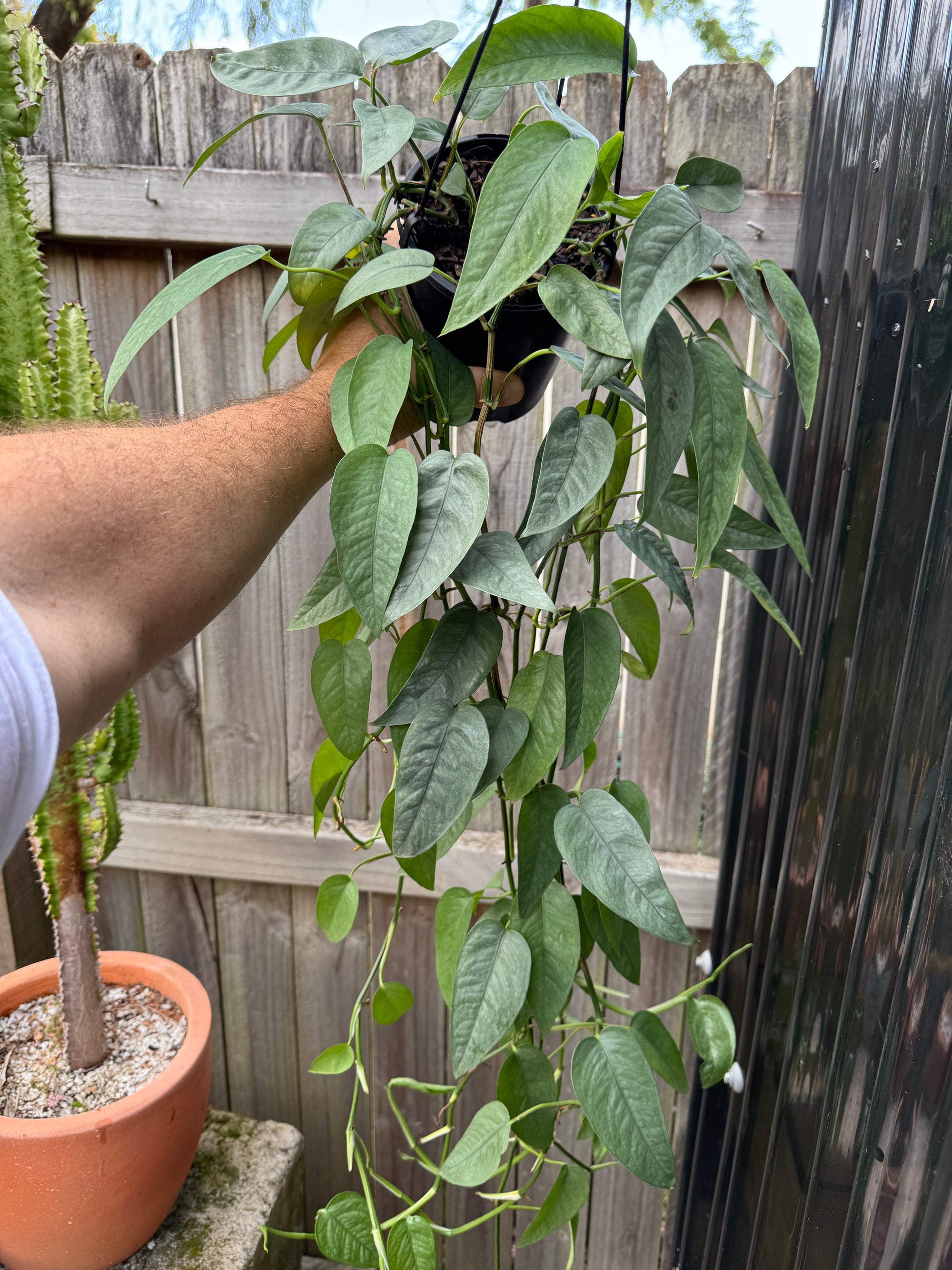 Epipremnum 'Cebu Blue'