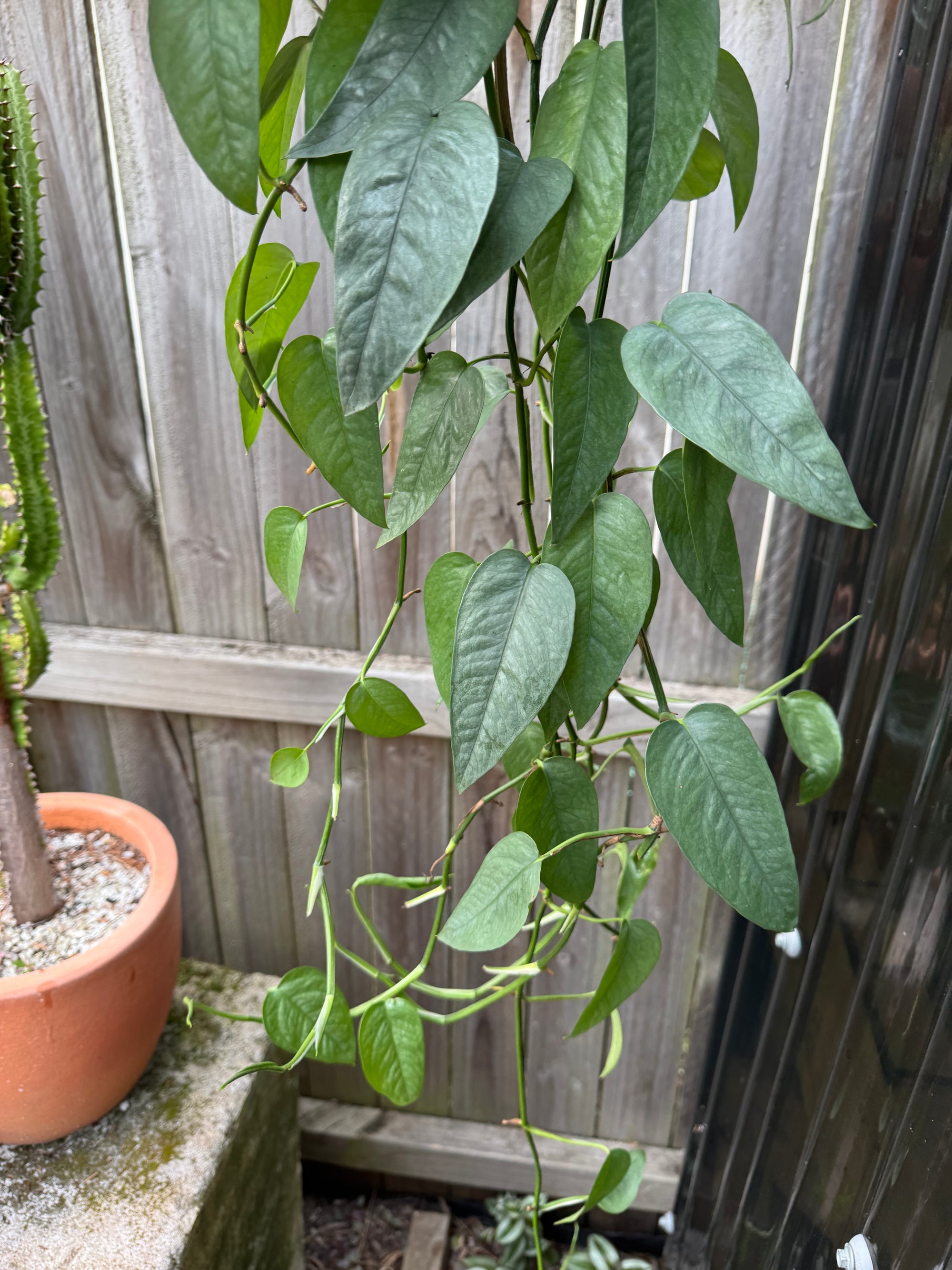 Epipremnum 'Cebu Blue'