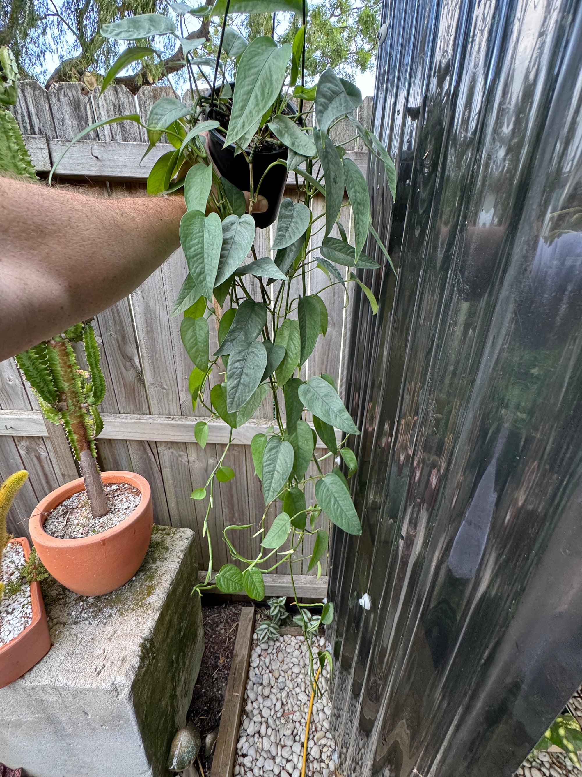 Epipremnum 'Cebu Blue'