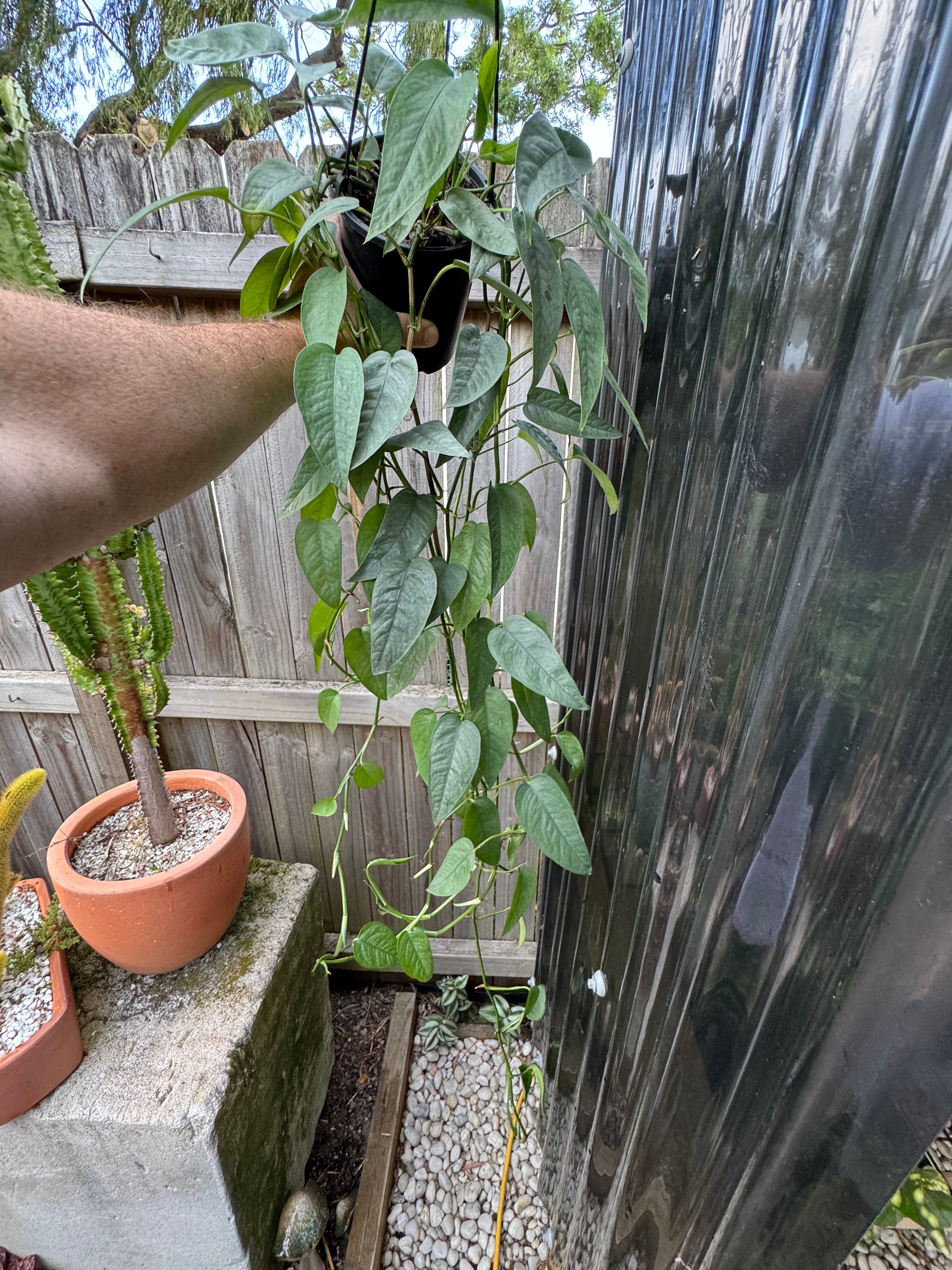 Epipremnum 'Cebu Blue'