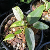  Philodendron ilsemanii 