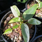  Philodendron ilsemanii 