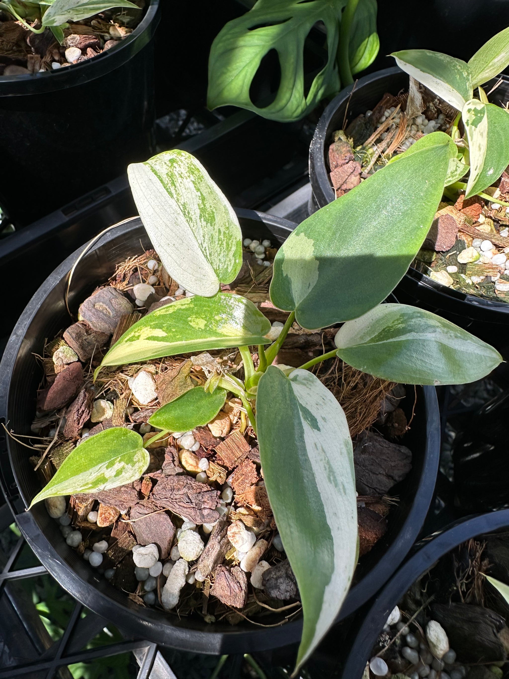  Philodendron ilsemanii 