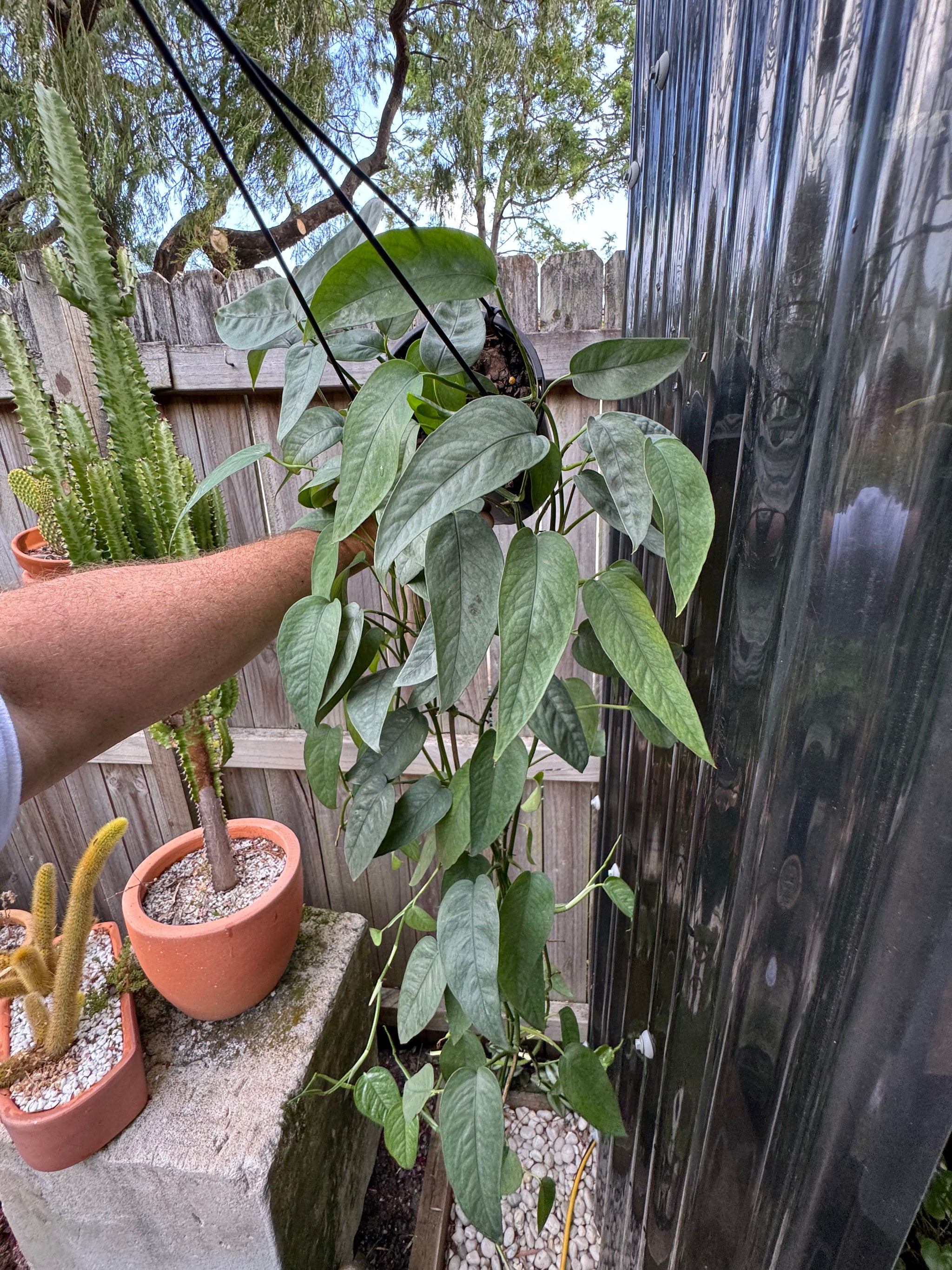 Epipremnum 'Cebu Blue'