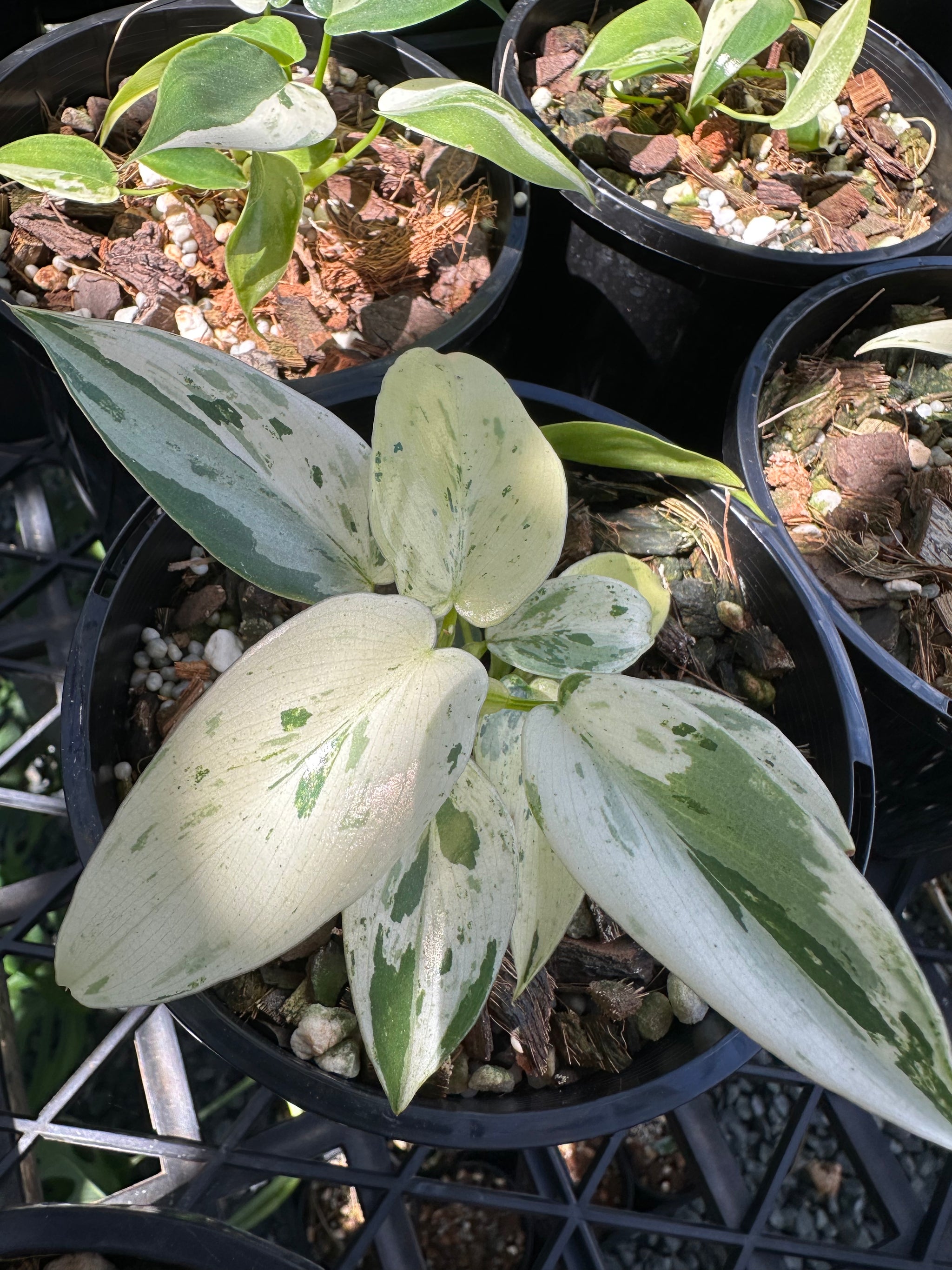  Philodendron ilsemanii 