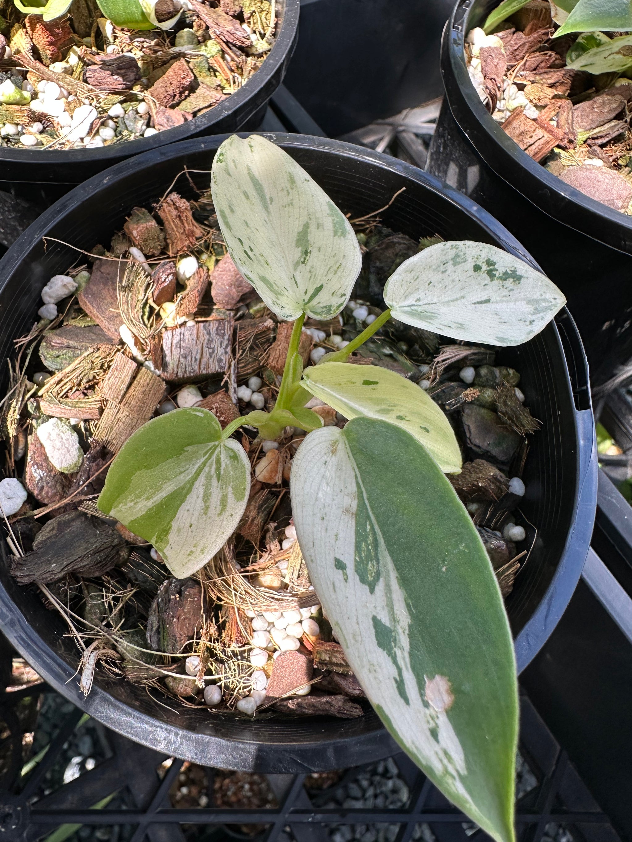  Philodendron ilsemanii 